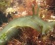 Image result for "fowlerina Punctata". Size: 112 x 92. Source: www.marlin.ac.uk