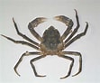 Image result for "hyas Araneus". Size: 111 x 92. Source: www.marinespecies.org