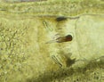 Image result for "tetrastemma Melanocephalum". Size: 117 x 92. Source: www.aphotomarine.com