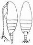 Image result for Nannocalanus minor Familie. Size: 69 x 92. Source: copepodes.obs-banyuls.fr