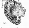 Billedresultat for "leptomysis Lingvura". størrelse: 94 x 92. Kilde: www.researchgate.net