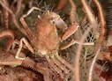 Image result for "hyas Coarctatus". Size: 127 x 92. Source: www.britishmarinelifepictures.co.uk