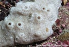 Image result for "haliclona Fistulosa". Size: 135 x 92. Source: doris.ffessm.fr