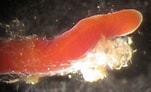 Image result for "tubulanus Polymorphus". Size: 151 x 92. Source: www.flickr.com