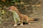 Image result for Stoat animal. Size: 138 x 92. Source: www.animalspot.net