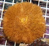 Image result for Fungia Plate Coral. Size: 98 x 92. Source: www.thatpetplace.com