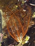 Afbeeldingsresultaten voor "antedon Petasus". Grootte: 70 x 92. Bron: www.britishmarinelifepictures.co.uk