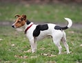 Bilderesultat for Jack Russell-terrier. Størrelse: 119 x 92. Kilde: www.dog-learn.com