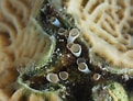 Image result for "lebrunia Coralligens". Size: 121 x 92. Source: reefguide.org