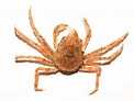 Image result for "hyas Araneus". Size: 122 x 92. Source: descna.com
