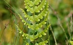 Afbeeldingsresultaten voor Aetideopsis cristata Familie. Grootte: 150 x 92. Bron: www.pflanzen-deutschland.de