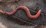 Image result for Corycaeidae Worm. Size: 148 x 92. Source: www.woodlandtrust.org.uk