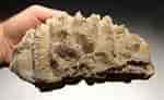 Image result for Brain Coral Fossil. Size: 150 x 92. Source: timevaultgallery.com