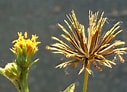 Image result for "archiconchoecia Pilosa". Size: 127 x 92. Source: www.calflora.org