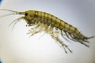 Image result for Gammarus salinus. Size: 138 x 92. Source: www.shetlandlochs.com