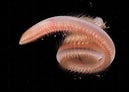 Image result for "nephtys Incisa". Size: 129 x 92. Source: annelida.myspecies.info