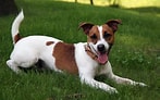 Bilderesultat for Jack Russell-terrier. Størrelse: 147 x 92. Kilde: commons.wikimedia.org