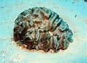 Afbeeldingsresultaten voor Manicina areolata Geslacht. Grootte: 128 x 92. Bron: coralpedia.bio.warwick.ac.uk
