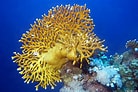 Afbeeldingsresultaten voor Fire corals. Grootte: 138 x 92. Bron: thomasmarine.blogspot.com