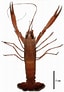 Afbeeldingsresultaten voor Metanephrops Armatus Geslacht. Grootte: 64 x 92. Bron: www.researchgate.net