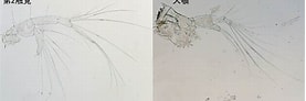 Afbeeldingsresultaten voor "rhincalanus Cornutus". Grootte: 277 x 92. Bron: plankton.image.coocan.jp