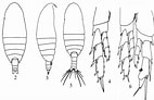 Image result for Nannocalanus minor Familie. Size: 142 x 92. Source: www.odb.ntu.edu.tw