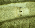 Image result for "tetrastemma Melanocephalum". Size: 117 x 92. Source: www.aphotomarine.com