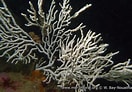 Afbeeldingsresultaten voor "eunicella Verrucosa". Grootte: 132 x 92. Bron: www.european-marine-life.org