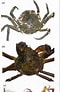 Image result for "hyas Araneus". Size: 60 x 92. Source: www.researchgate.net