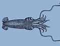 Image result for Bathyteuthis abyssicola Feiten. Size: 119 x 92. Source: de.dreamstime.com