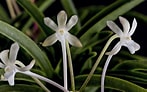 Image result for "ascandra Falcata". Size: 147 x 92. Source: shuffly.net