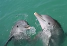 Image result for soorten Dolfijnen. Size: 133 x 92. Source: dierpedia.nl