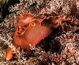 Image result for "fowlerina Punctata". Size: 112 x 92. Source: www.nudibranch.org