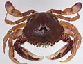 Image result for "ovalipes Punctatus". Size: 120 x 92. Source: www.wikiwand.com