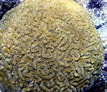 Image result for "meandrina Meandrites". Size: 107 x 92. Source: reefguide.org