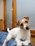 Bilderesultat for Jack Russell-terrier. Størrelse: 71 x 92. Kilde: ckcusa.com