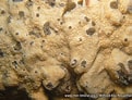 Image result for "plakina Monolopha". Size: 121 x 92. Source: www.mer-littoral.org