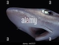 Image result for "mustelus Mosis". Size: 120 x 92. Source: www.alamy.com