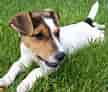 Jack Russell Terrier ਲਈ ਪ੍ਰਤੀਬਿੰਬ ਨਤੀਜਾ. ਆਕਾਰ: 108 x 92. ਸਰੋਤ: www.mascotarios.org