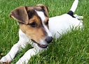 Bilderesultat for Jack Russell-terrier. Størrelse: 127 x 92. Kilde: www.mascotarios.org