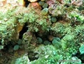 Image result for "lebrunia Coralligens". Size: 120 x 92. Source: inpn.mnhn.fr