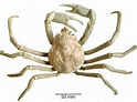Image result for "hyas Araneus". Size: 124 x 92. Source: www.researchgate.net