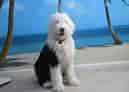 Image result for Old English Sheepdog. Size: 129 x 92. Source: thedogman.net