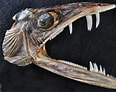 Afbeeldingsresultaten voor "trichiurus Lepturus". Grootte: 116 x 92. Bron: fishesofaustralia.net.au