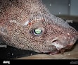 Image result for "oxynotus Bruniensis". Size: 111 x 92. Source: www.alamy.com