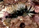 Image result for "lebrunia Coralligens". Size: 126 x 92. Source: www.wetwebmedia.com