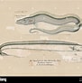 Afbeeldingsresultaten voor "trichiurus Lepturus". Grootte: 91 x 92. Bron: www.alamy.com