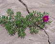 Image result for "archiconchoecia Pilosa". Size: 114 x 92. Source: powo.science.kew.org