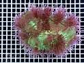 Image result for Catalaphyllia Stam. Size: 123 x 92. Source: www.coral.zone