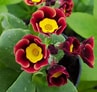 Afbeeldingsresultaten voor Primula auricula Stubbs Tartan. Grootte: 97 x 92. Bron: www.farmyardnurseries.co.uk